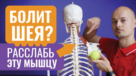 БОЛИТ ШЕЯ? Расслабь мышцу поднимающую лопатку | Самомассаж шеи | Йога ...
