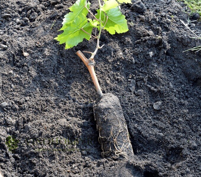 Виноград в первый год выращивания. Советы по уходу и посадке винограда.