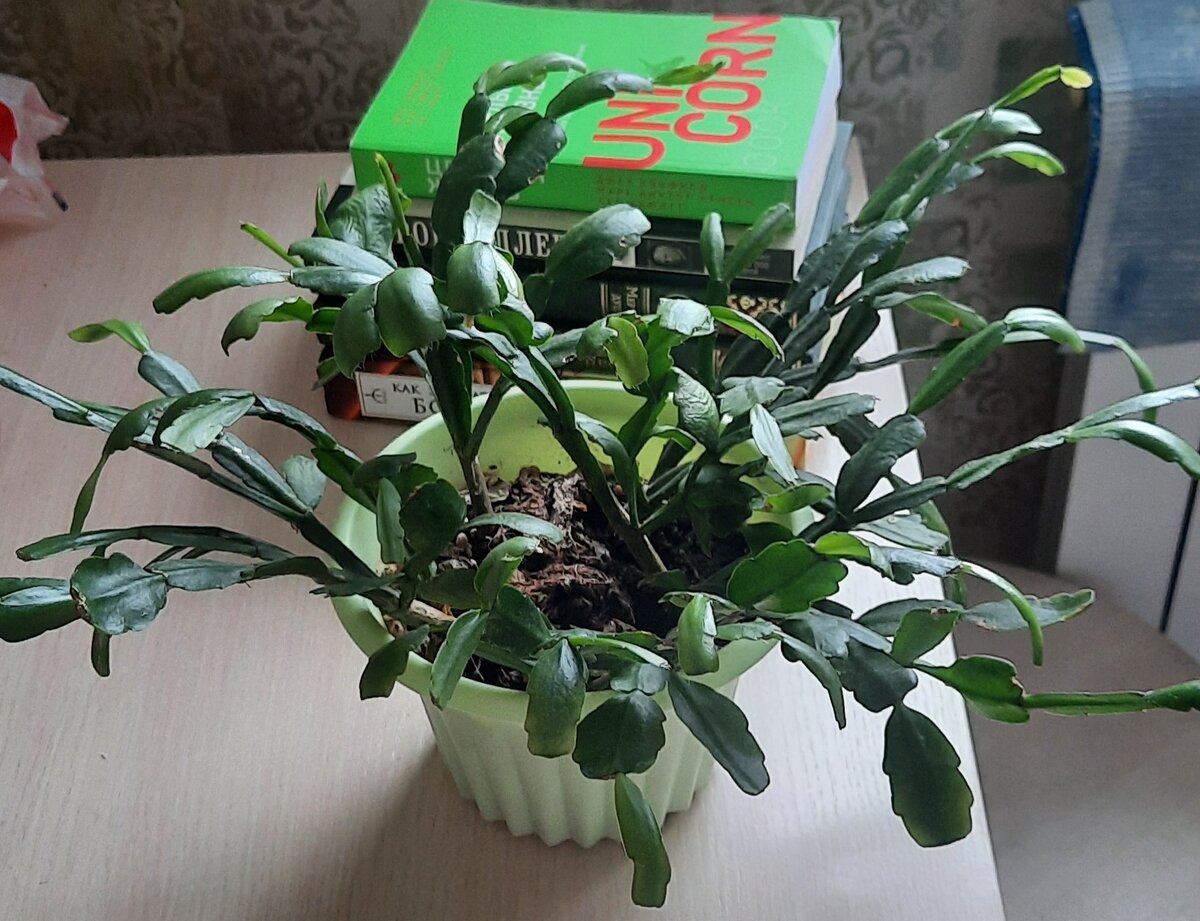 Мой декабрист