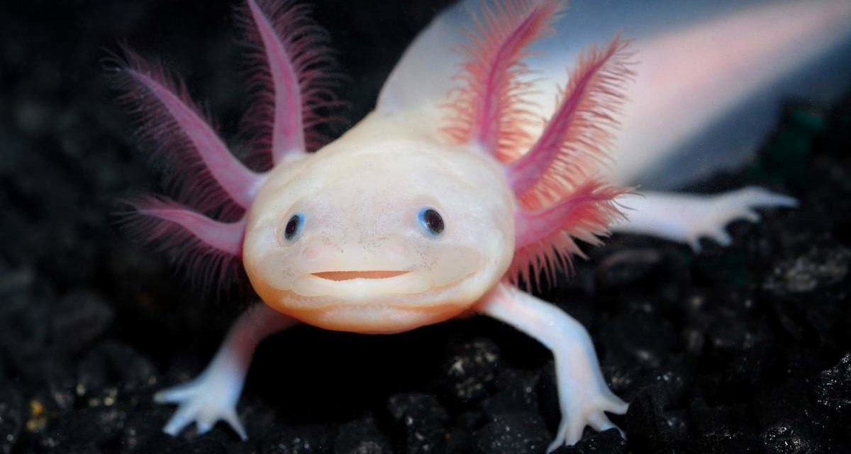    Аксолотль: 7 интереных фактов о «водяном чудище»