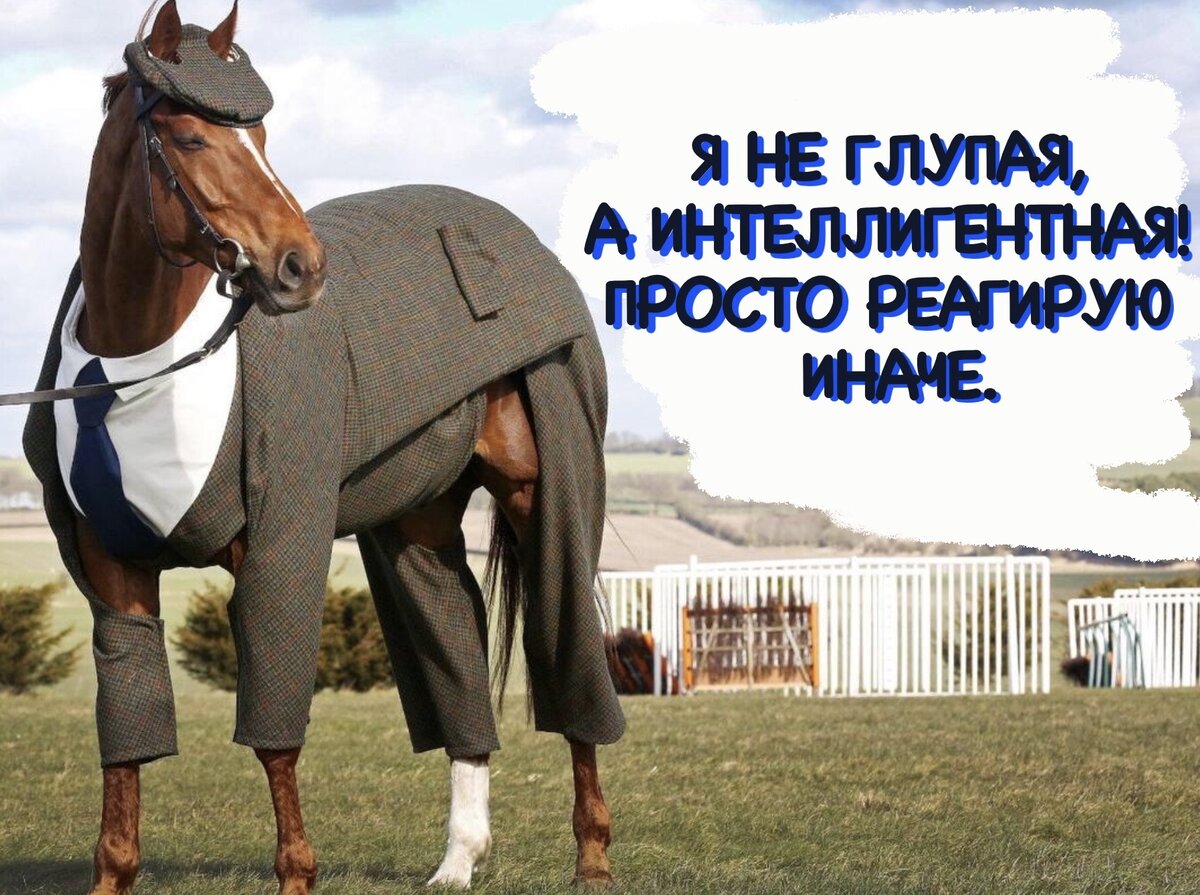 Привет лошадь