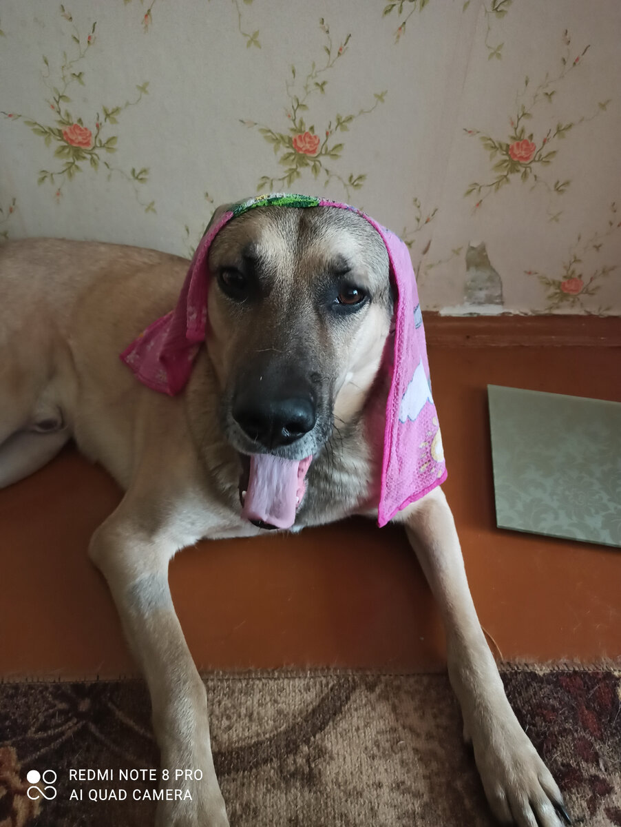 Лаки предпочитает такой метод охлаждения. Снимет сам, когда посчитает нужным. Фото  прошлого лета.