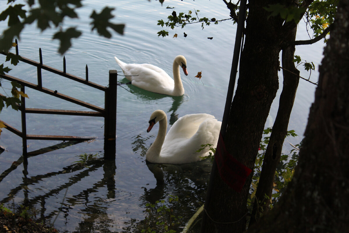 Лебеди...