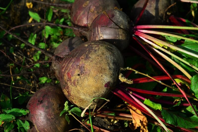 Время уборки урожая