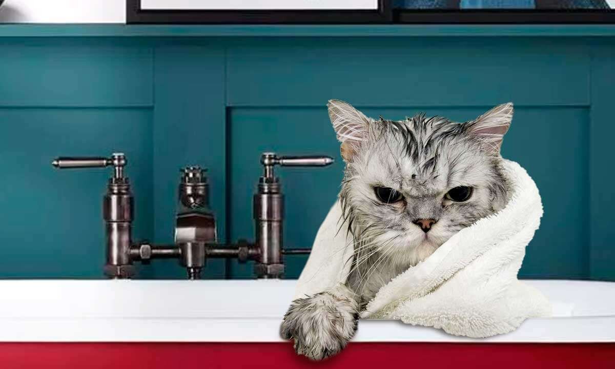 Источник фото: univet.ru