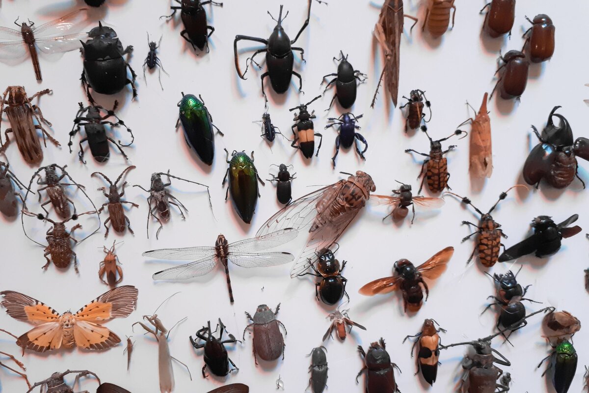 Коллекция насекомых с названиями
