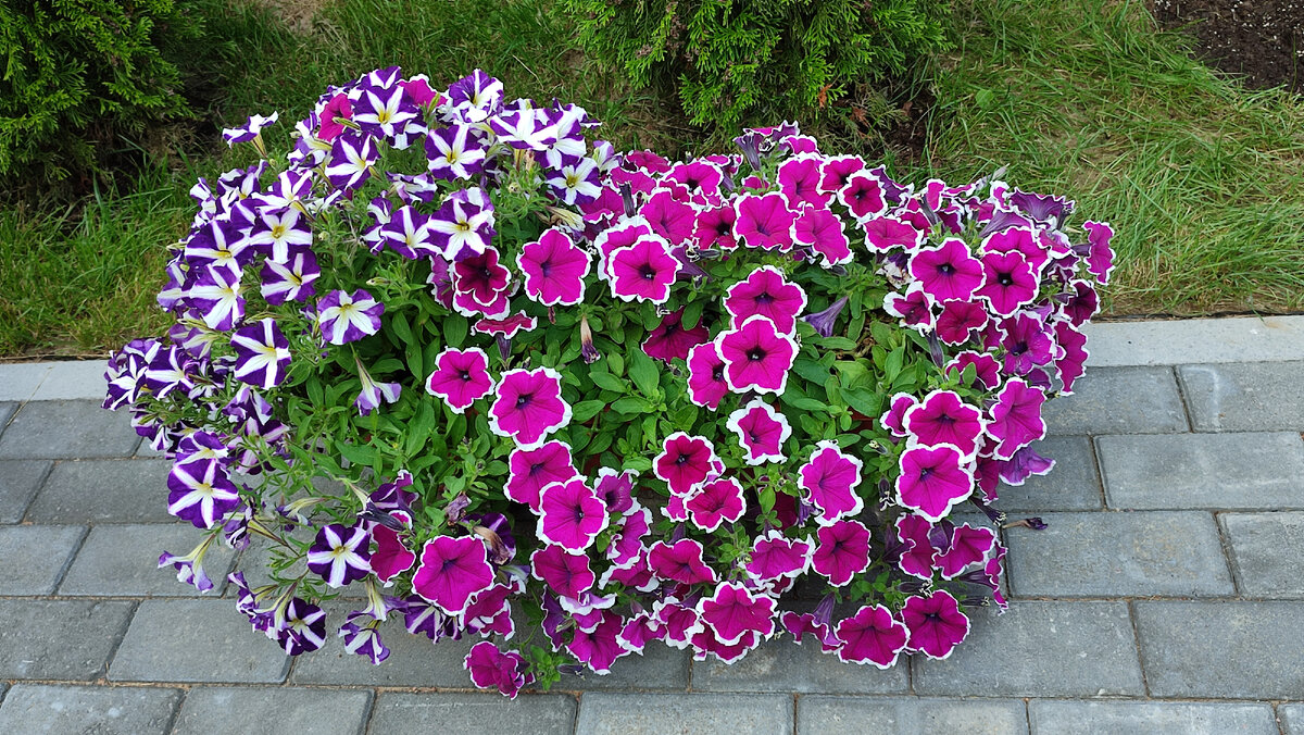 Петунии летом в цветочном ящике