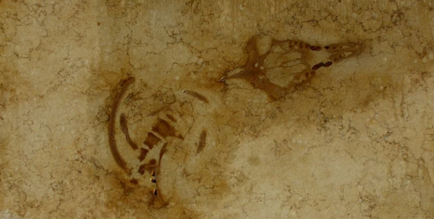 Та самая плита. Не увидеть в ней древние останки просто невозможно. 