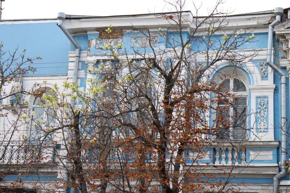     Деревья перепутали осень с весной. Ольга АВЕРЬЯНОВА