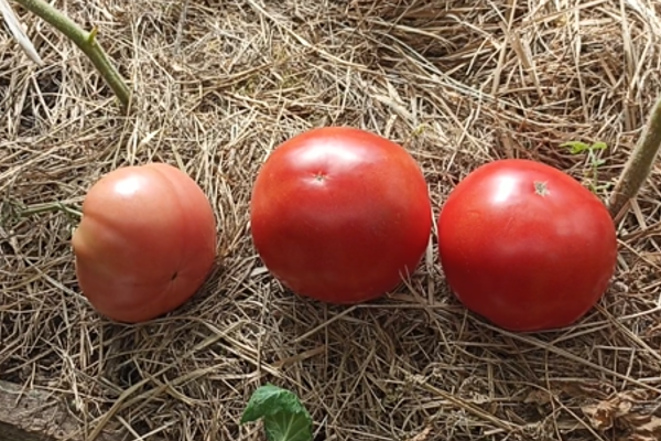 Томат Маша и Медведь. Фото автора