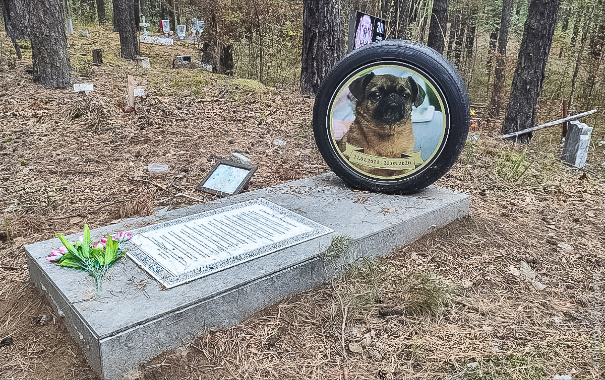 Кладбище домашних животных алтуфьевское шоссе. Кладбище дом жив. Кладбище домашних животных фильм 1989 рэйчел. Кладбище дом жив. Кладбище домашних животных 1992 рейчел.
