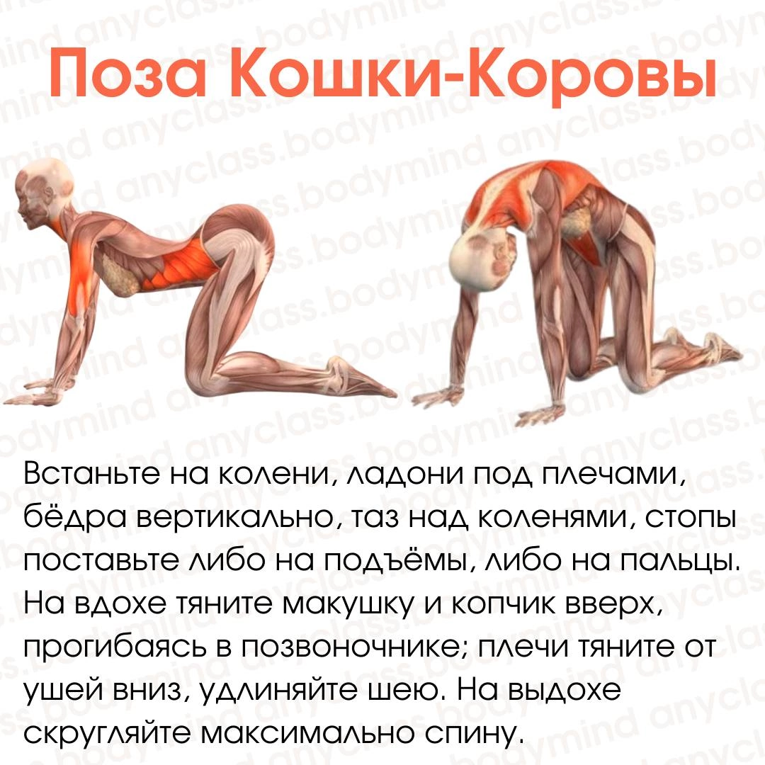 Мое любимое упражнение кошечка. 