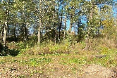    Место, где была свалка © Пресс-служба Министерства экологии и природопользования Московской области