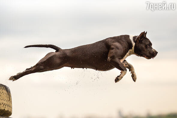    Питбуль 123RF/legion-media.ru