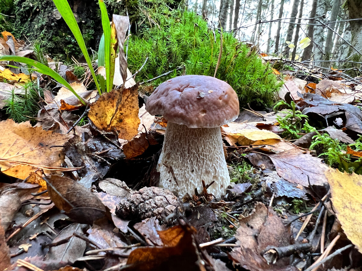 Белые грибы куча. Должные грибы. Белые грибы набрали. Набранные грибы. Грибы куча.