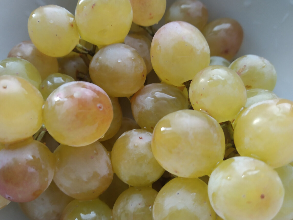 виноград. ягоды нефритовые, как бусины