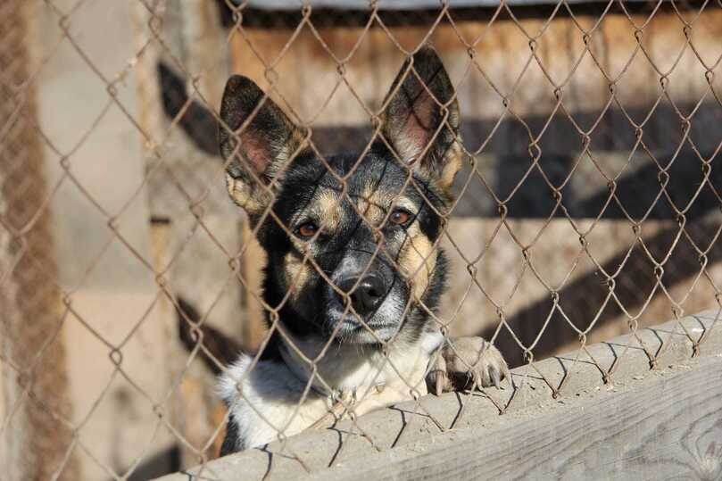     Фото предоставлено приютом "Dog House"