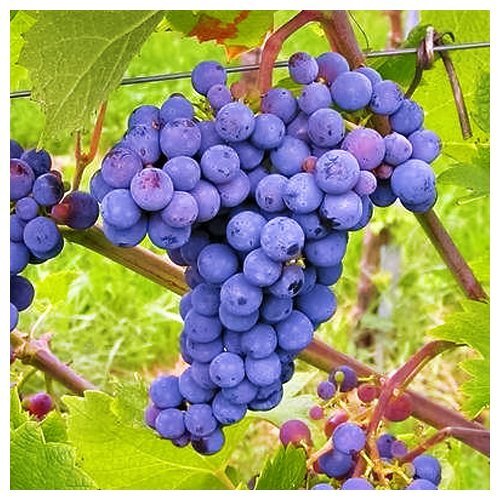 виноград каберне совиньон. сорт винограда каберне. виноград каберне кортис. сорт винограда каберне. мускат гамбургский виноград.