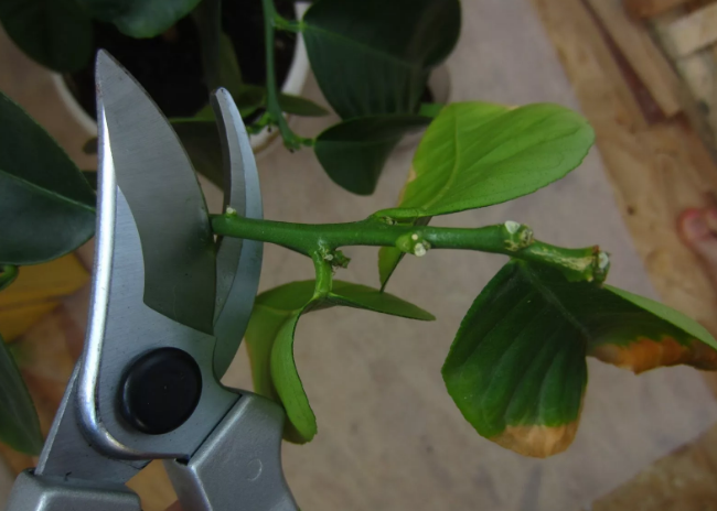 Фотография взята из источника gribyogorod.info