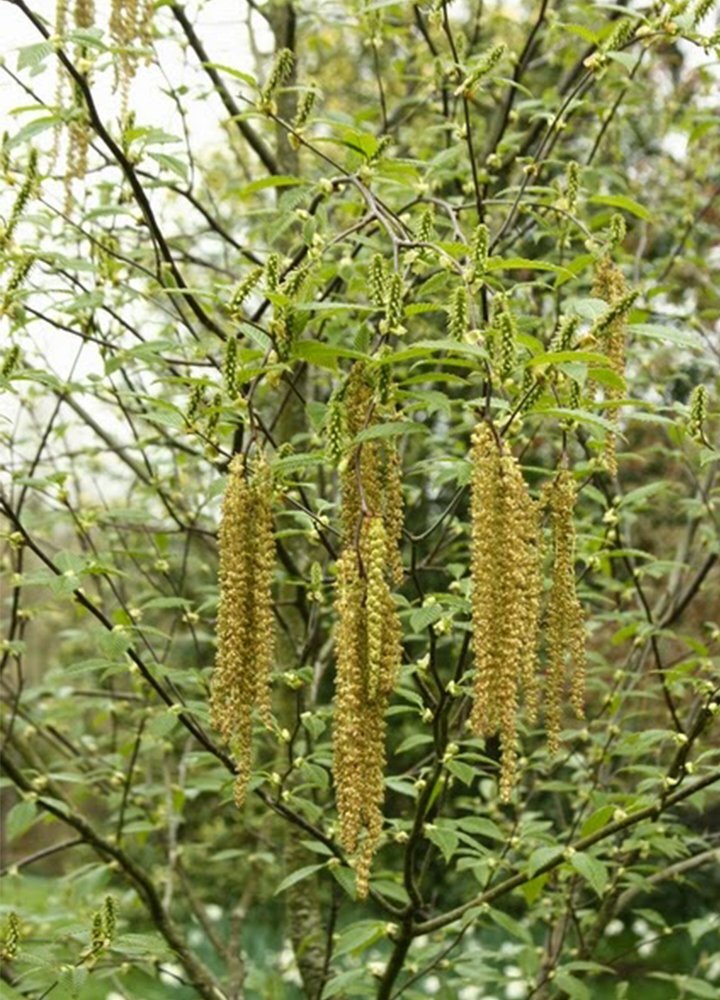 Граб шушинский. Фото: Заповедники и национальные парки мира