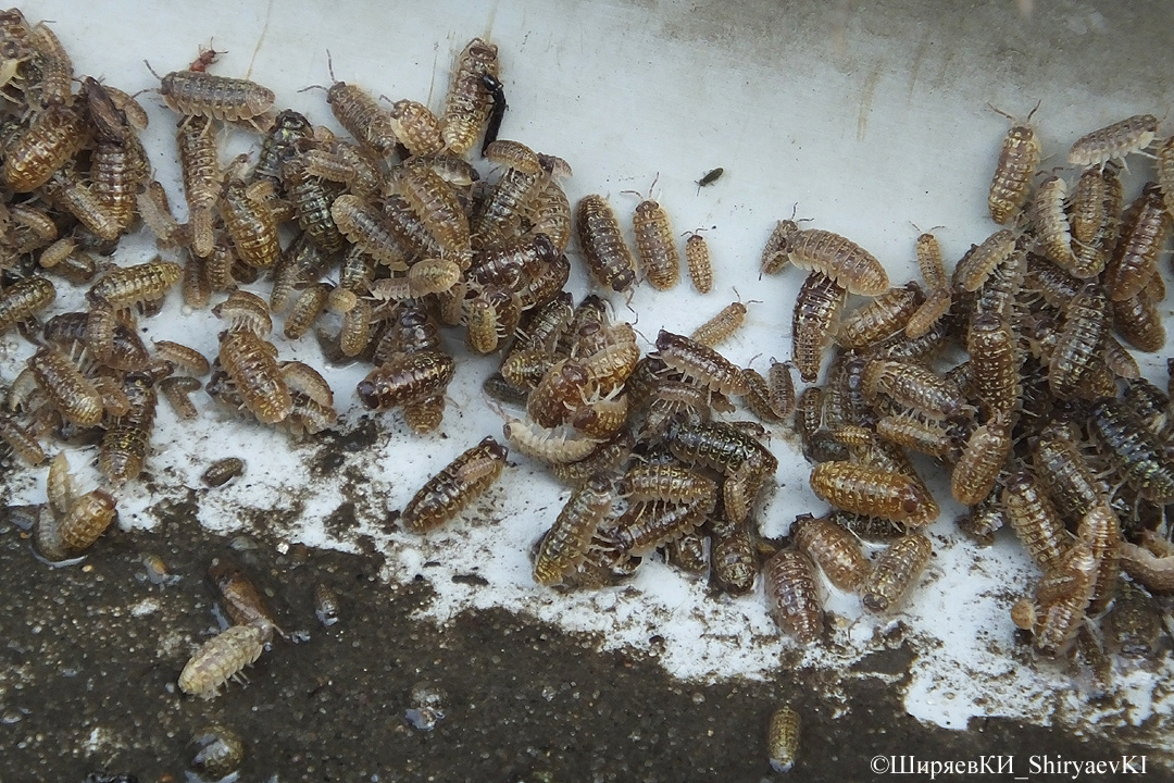 МОКРИЦЫ  ВЕРНУЛИСЬ