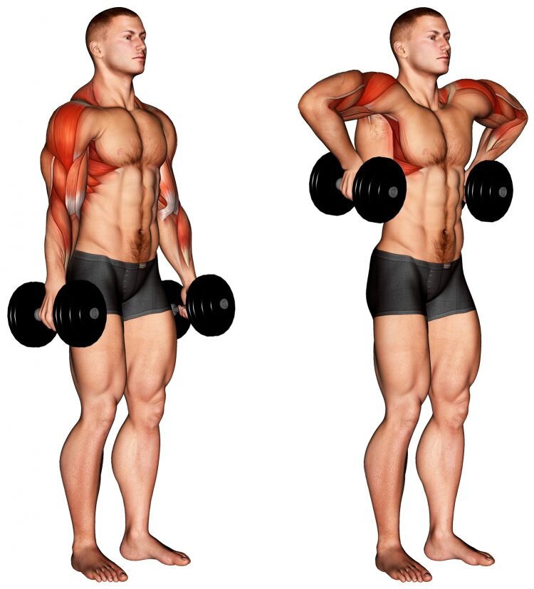 Dumbbell Rear lateral raise