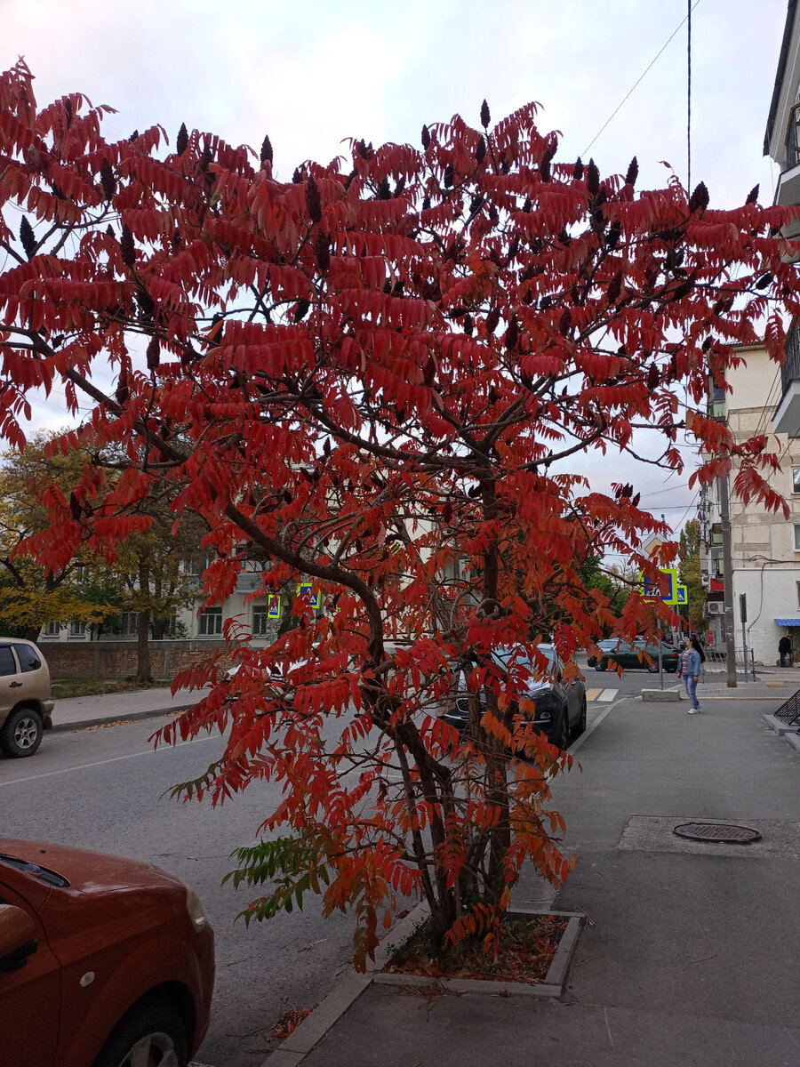 суммах картинки дерево сумах