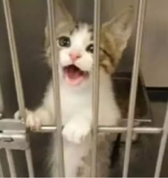 Источник фото: https://www.universoanimali.it/donna-vuole-adottare-un-cane-ma-non-riesce-a-resistere-al-gattino-che-fa-di-tutto-per-conquistarla/