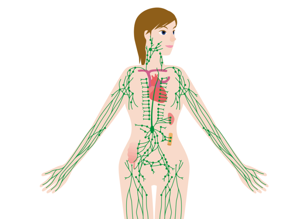 Лимфы руки. Лимфатическая система лимфоузлы. Лимфатическая система живота. Женская лимфатическая система. Лимфоузлы на теле женщины расположение.