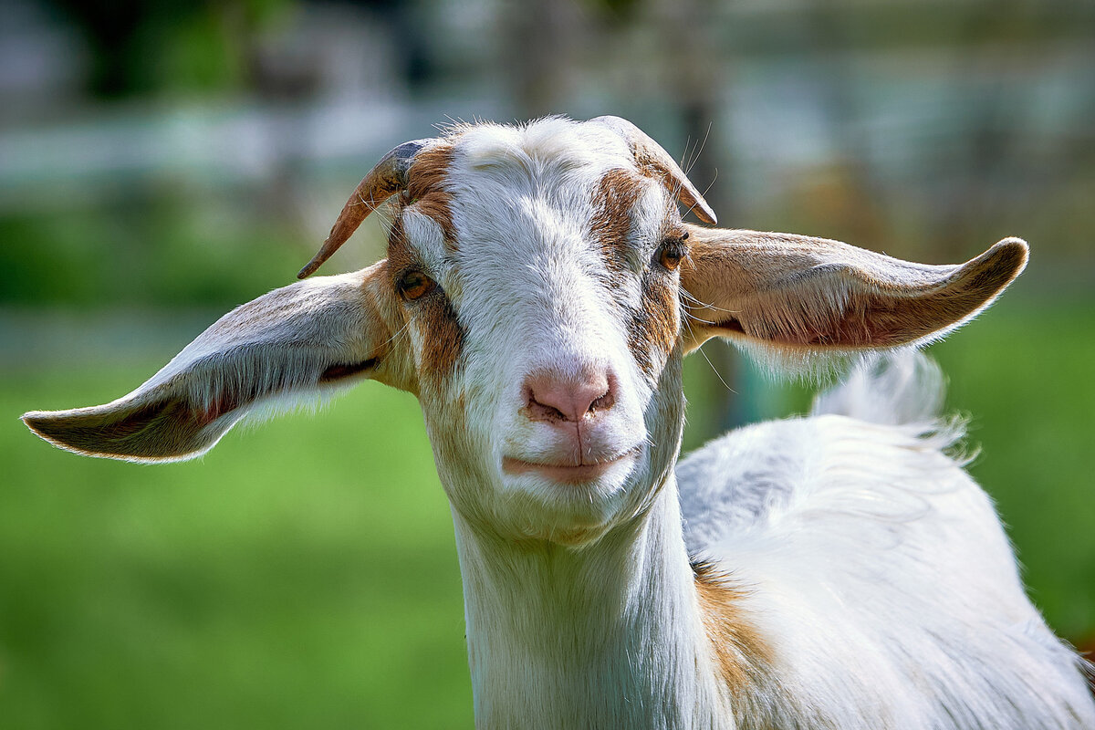 Как общаются между собой козы: 8 интересных фактов об иерархии домашних  парнокопытных | Приключения натуралиста | Дзен