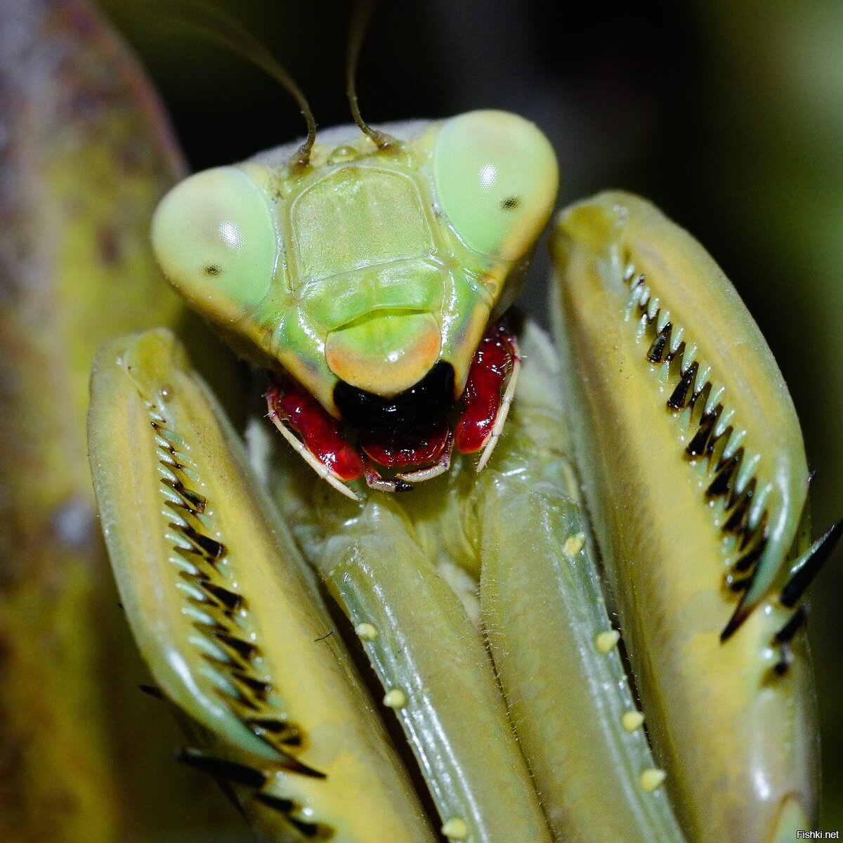 Хищное насекомое 5 букв. Ischnomantis Gigas богомол. Богомол жвалы мандибулы. Жвалы кузнечика. Ротовой аппарат богомола.