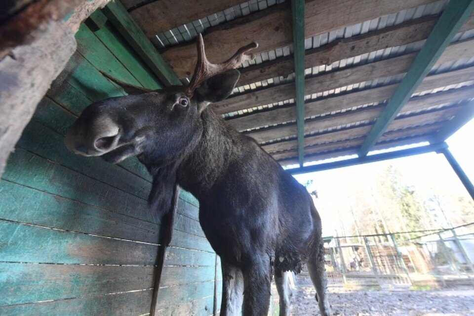     Лосиный пир на озимом поле попал на видео в Нижегородской области Иван МАКЕЕВ