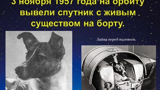 Первой собакой в космосе была. 1957 Лайка в космосе. 1957 Г. первый космический пассажир – собака лайка.. Собака лайка 1957. Первая собака космонавт лайка.