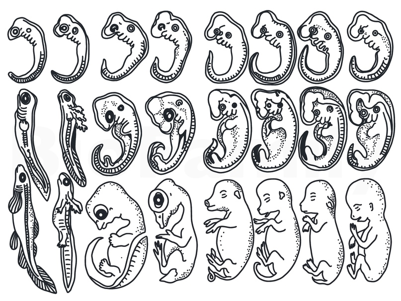 Онтогенез повторяет филогенез на примере позвоночных. Зародышевое сходство. Онтогенез и филогенез растений. Онтогенез клипарт. Задания ЕГЭ эмбриональное развитие позвоночных.