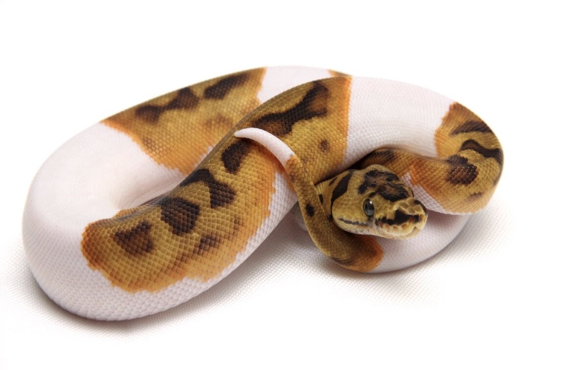 Королевский питон морфы Piebald Ball
