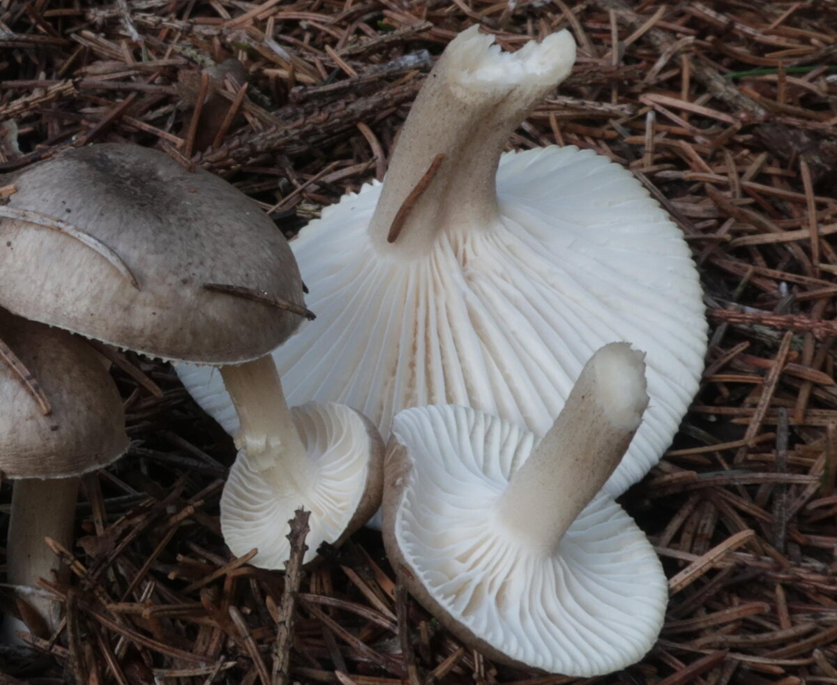 Тут и пластинки отлично видно, и серые точечки на ноге (фото И.Лебединского)