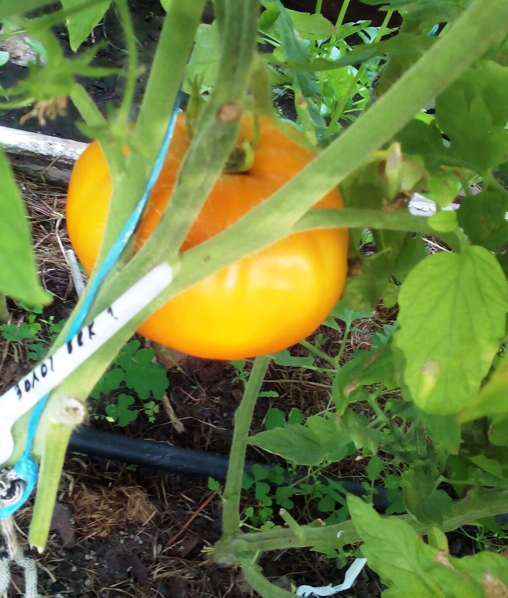 Томат Золотой век