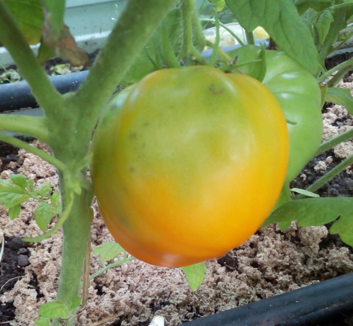 Томат Илья Муромец