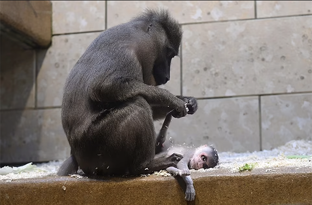     Фото: Gruner Zoo Wuppertal