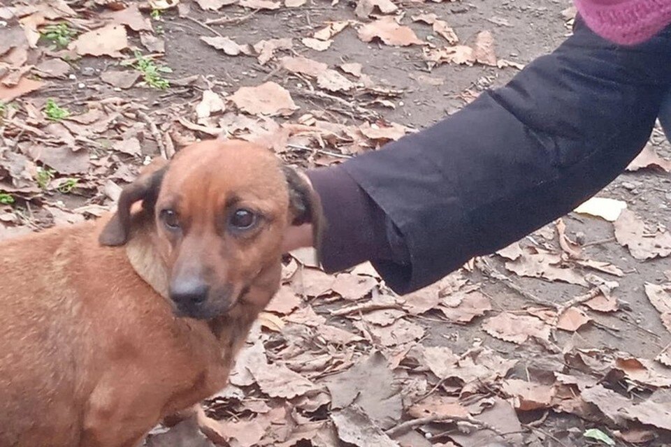     Отважная мама заботится о своих щенках. Фото: Ксения