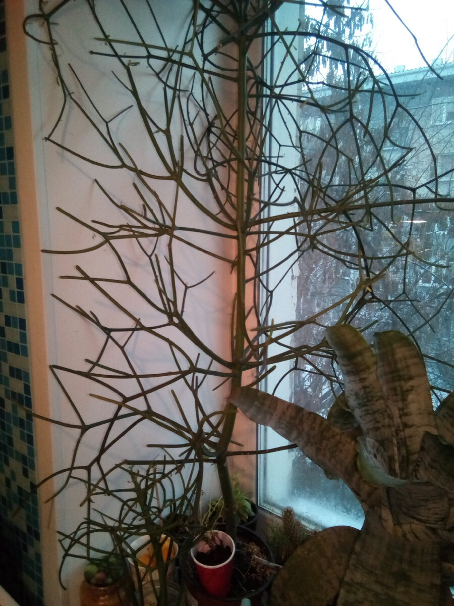 Моё сосисочное дерево