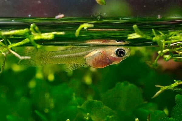 Малëк поплыл