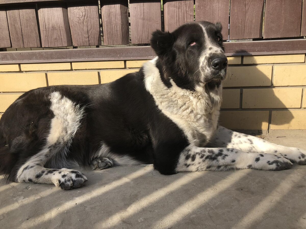 Алабай Ада на  посту наблюдает за обстановкой через щель в заборе.