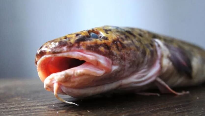 Приветствую, рыбаки! Рыба налим (мень, меныт) – это рыба из семейства тресковых. Длинное, брусковидное, сжатое с боков тело покрыто мелкой, глубоко сидящей чешуей.-2