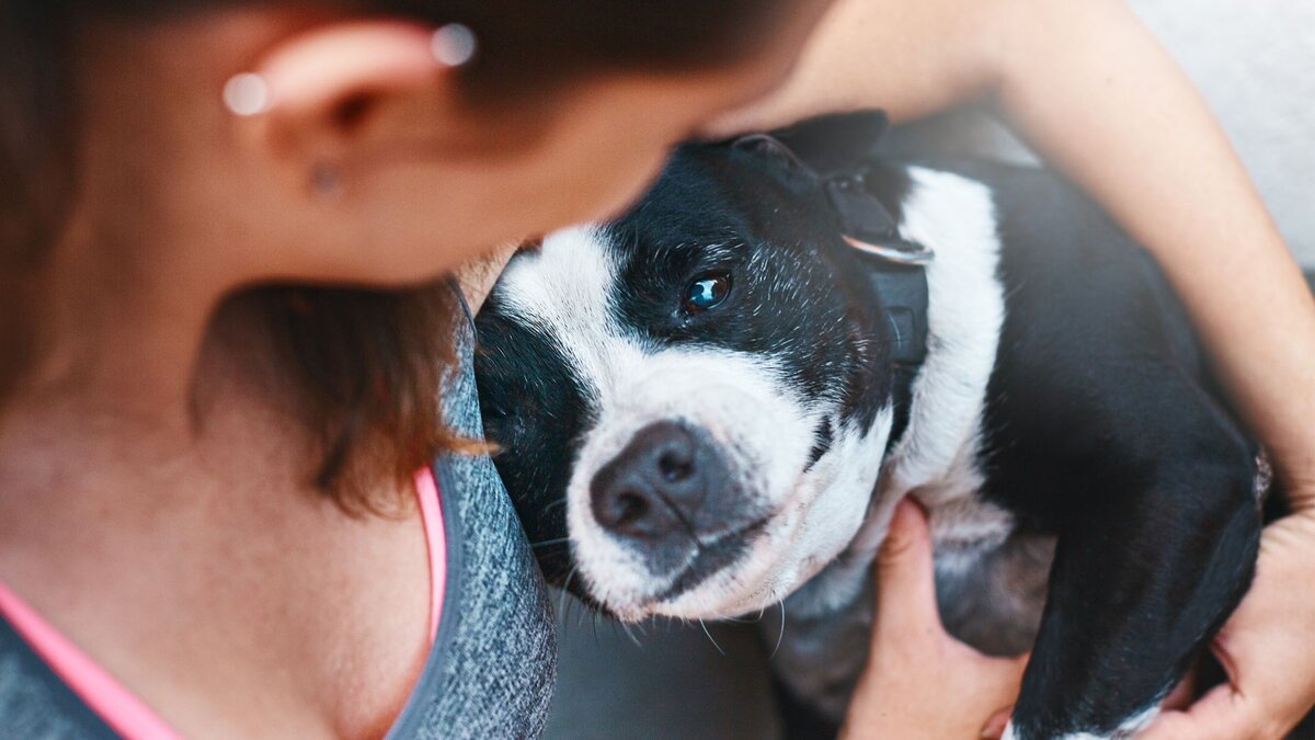 Могут ли собаки любить людей или влюбляться в других собак? | Dog Breeds |  Дзен