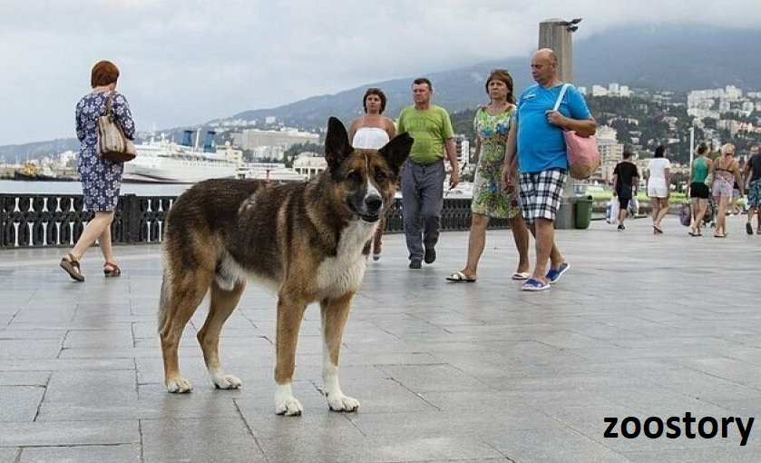 Изменения строения Немецкой овчарки за последние 100 лет