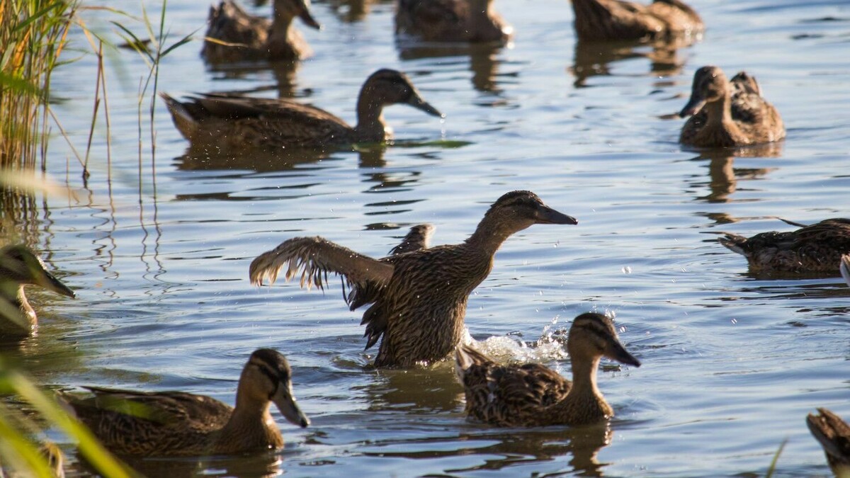     В Ростовской области к пятнице, 9 декабря, должен ослабеть ветер, из-за которого обмелела река Дон, сообщили представитель центра погоды «Фобос» Александр Синенков.