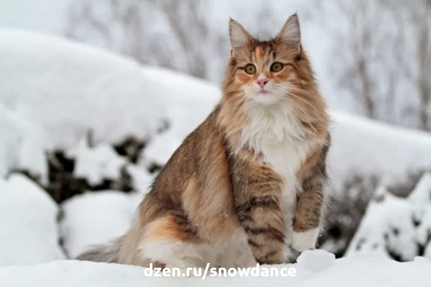 Что нас восхищает в норвежских кошках, так это их "первобытная" внешность и характер. Однако дикий характер не мешает норвежцам стать лучшим другом семьи.-2