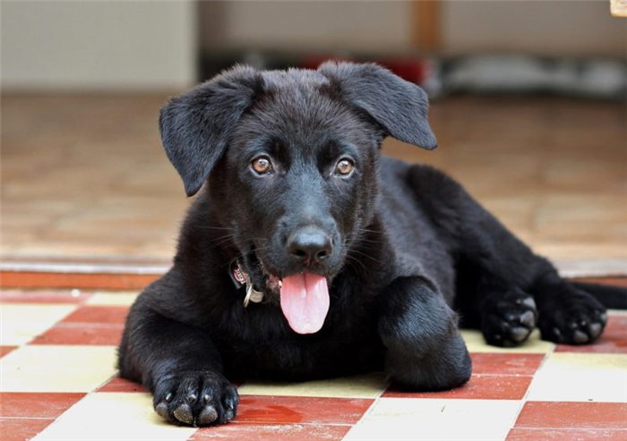 Что дать собаке от запора: какое слабительное дать собаке | Блог о щенках и  собаках ^;^ | Дзен