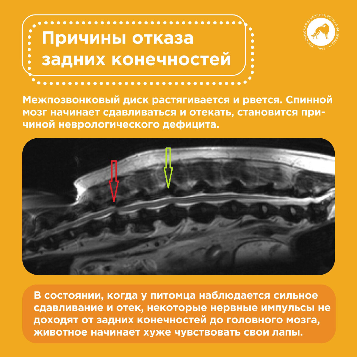 У собаки отказали лапы